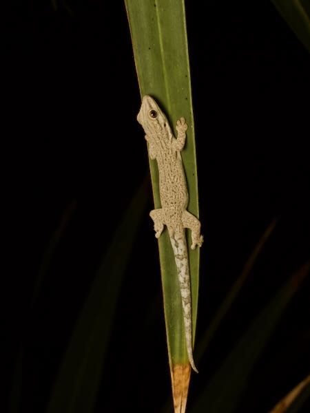 Thick Tail Gecko (Phelsuma mutabilis)