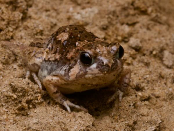 Brown Rain Frog (Scaphiophryne brevis)