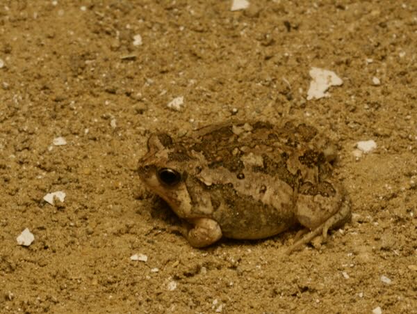 Brown Rain Frog (Scaphiophryne brevis)