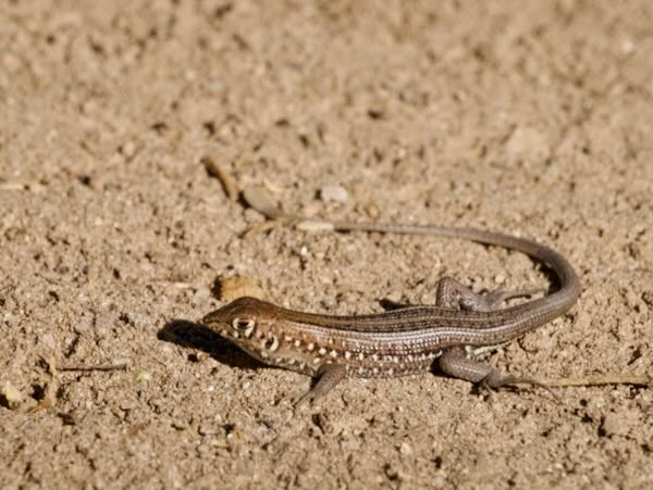 Madagascar Keeled Cordylid (Tracheloptychus madagascariensis)