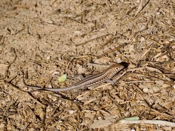 Madagascar Keeled Cordylid (Tracheloptychus madagascariensis)