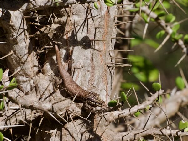 Gold-spotted Mabuya (Trachylepis aureopunctata)