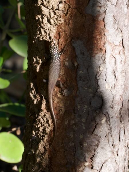 Gold-spotted Mabuya (Trachylepis aureopunctata)