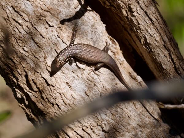 Gold-spotted Mabuya (Trachylepis aureopunctata)