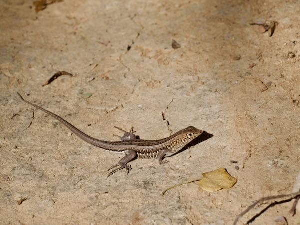 Madagascar Keeled Cordylid (Tracheloptychus madagascariensis)