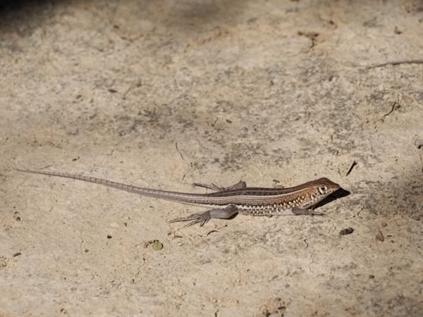 Madagascar Keeled Cordylid (Tracheloptychus madagascariensis)