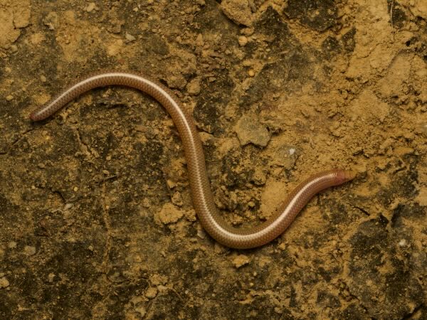 Common Burrowing Skink (Grandidierina fierinensis)