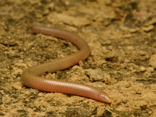 Common Burrowing Skink (Grandidierina fierinensis)