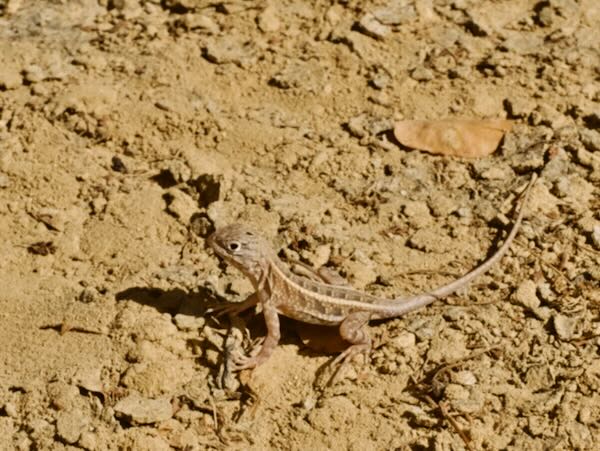 Madagascar Iguana (Chalarodon madagascariensis)