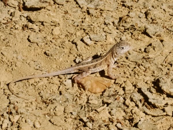 Madagascar Iguana (Chalarodon madagascariensis)