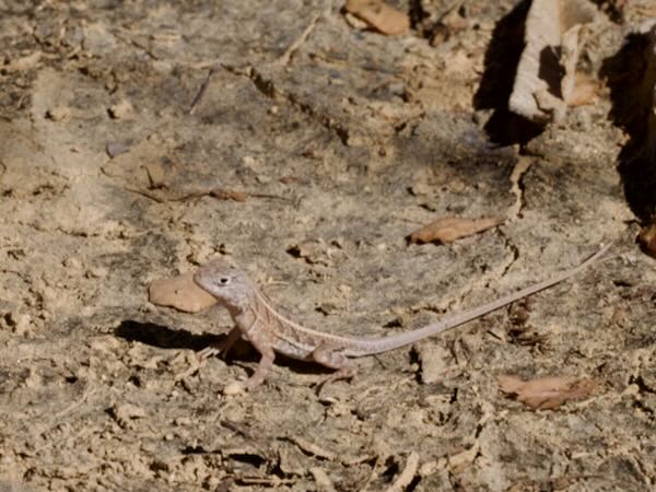 Madagascar Iguana (Chalarodon madagascariensis)