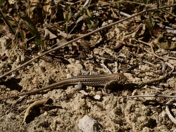 Madagascar Keeled Cordylid (Tracheloptychus madagascariensis)