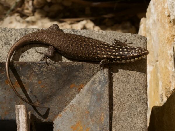 Gold-spotted Mabuya (Trachylepis aureopunctata)