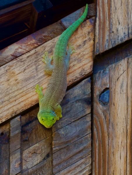 Banded Day Gecko (Phelsuma standingi)