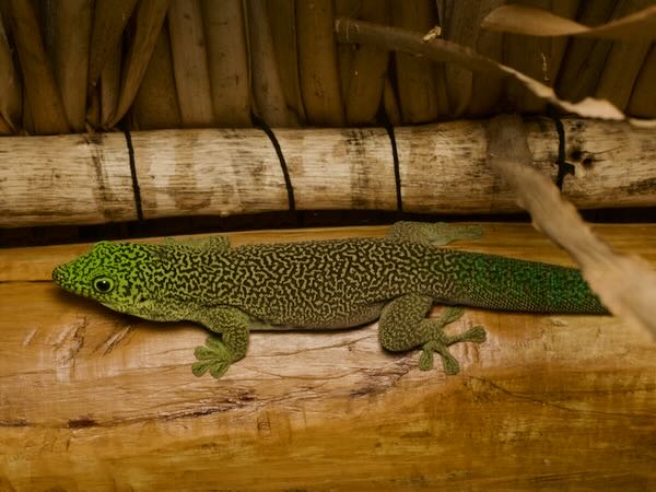 Banded Day Gecko (Phelsuma standingi)