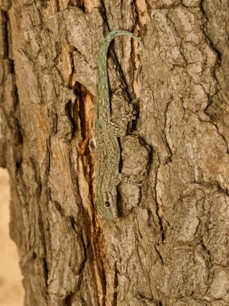 Thick Tail Gecko (Phelsuma mutabilis)