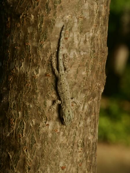 Thick Tail Gecko (Phelsuma mutabilis)