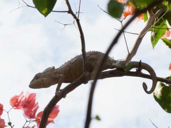 Warty Chameleon (Furcifer verrucosus)