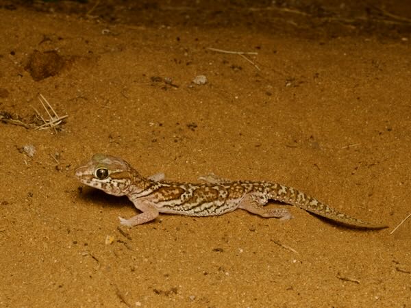 Madagascar Ground Gecko (Paroedura picta)