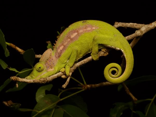 Antimena Chameleon (Furcifer antimena)