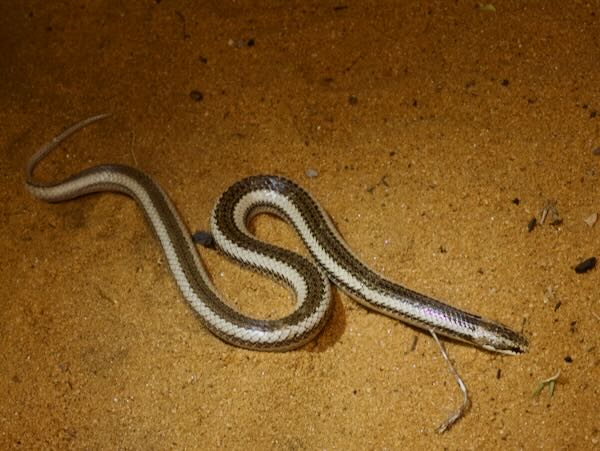 Toliara Smooth Snake (Liophidium chabaudi)