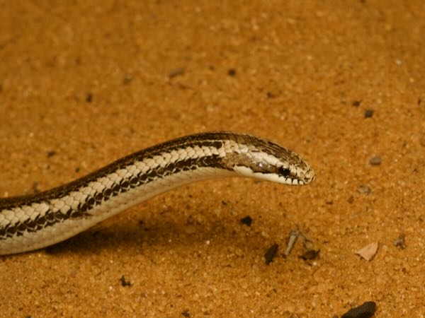 Toliara Smooth Snake (Liophidium chabaudi)