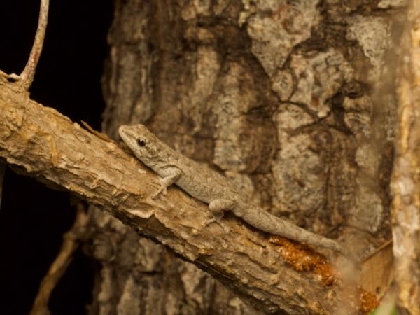 undescribed species (Lygodactylus cf. tuberosus "Toliara")