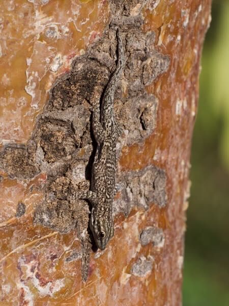 Thick Tail Gecko (Phelsuma mutabilis)