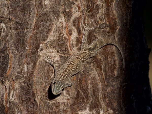 Thick Tail Gecko (Phelsuma mutabilis)