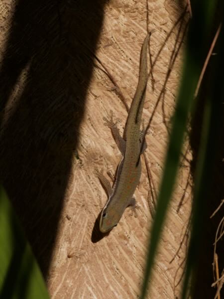 Modest Day Gecko (Phelsuma modesta leiogaster)