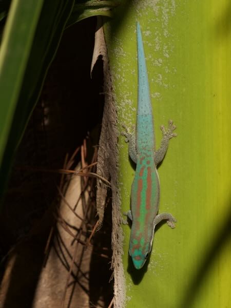 Modest Day Gecko (Phelsuma modesta leiogaster)