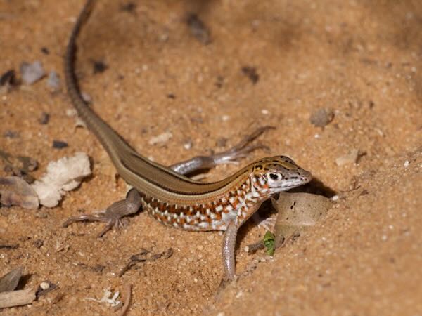 Peters’s Keeled Cordylid (Tracheloptychus petersi)