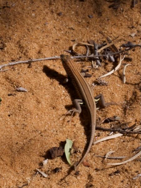 Peters’s Keeled Cordylid (Tracheloptychus petersi)