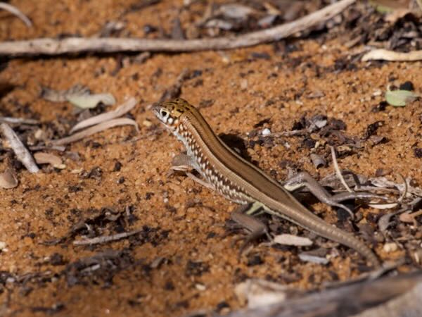 Peters’s Keeled Cordylid (Tracheloptychus petersi)