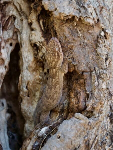 Tulear Velvet Gecko (Blaesodactylus sakalava)