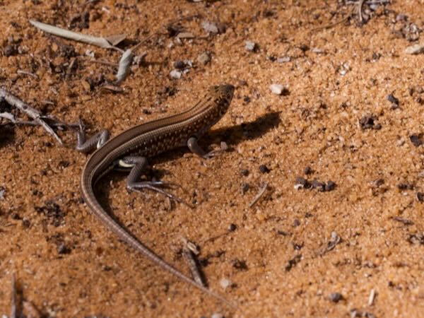 Peters’s Keeled Cordylid (Tracheloptychus petersi)