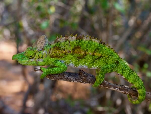 Antimena Chameleon (Furcifer antimena)