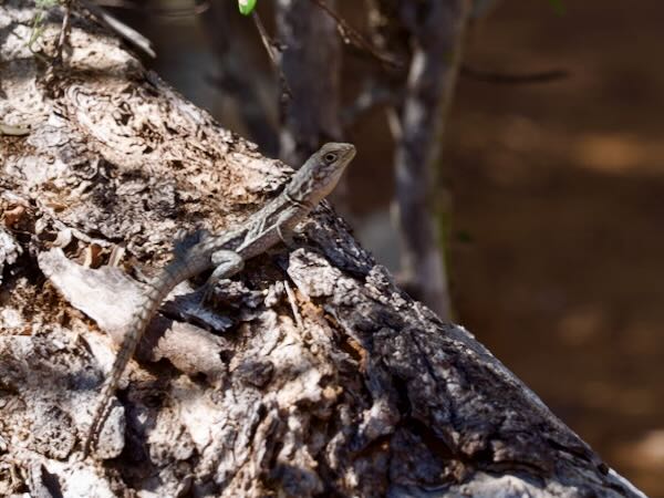 Merrem’s Madagascar Swift (Oplurus cyclurus)