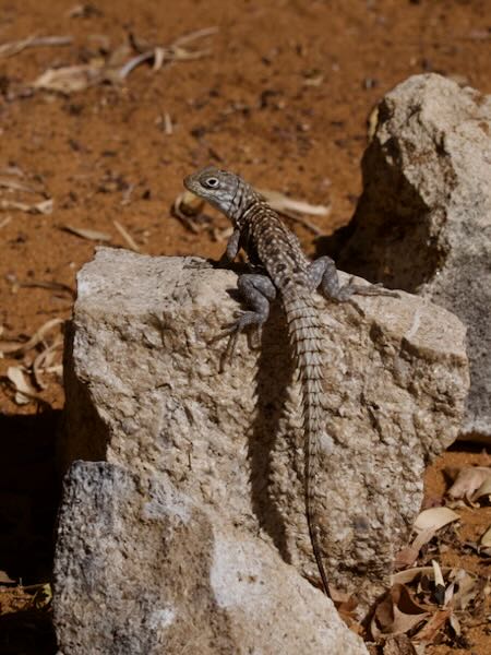 Merrem’s Madagascar Swift (Oplurus cyclurus)