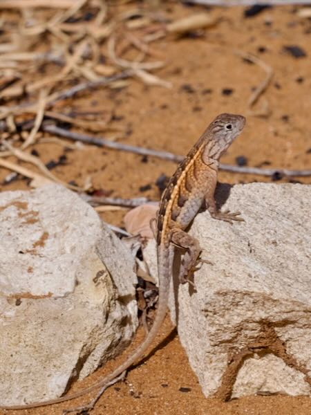 Madagascar Iguana (Chalarodon madagascariensis)