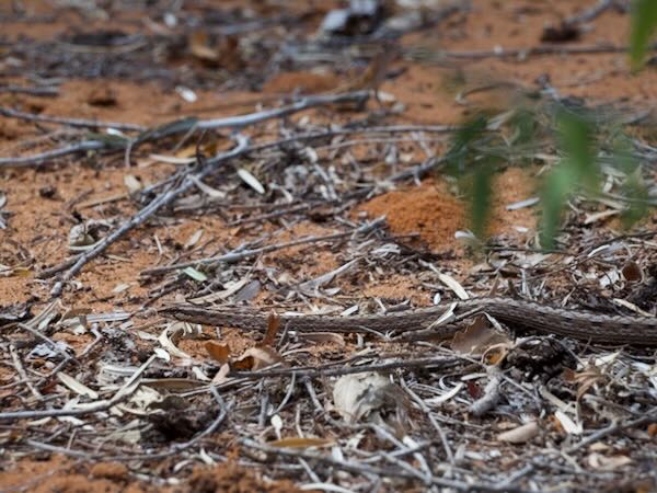 Pencil Snake (Mimophis mahfalensis)