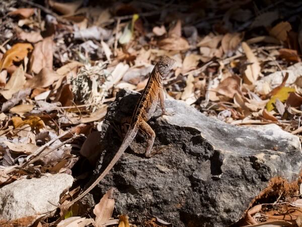 Madagascar Iguana (Chalarodon madagascariensis)