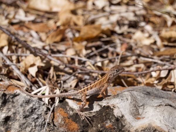 Madagascar Iguana (Chalarodon madagascariensis)