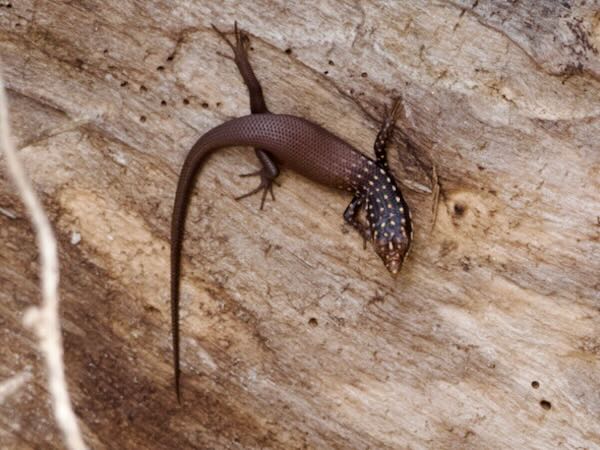 Gold-spotted Mabuya (Trachylepis aureopunctata)