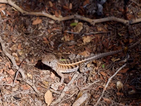 Madagascar Iguana (Chalarodon madagascariensis)