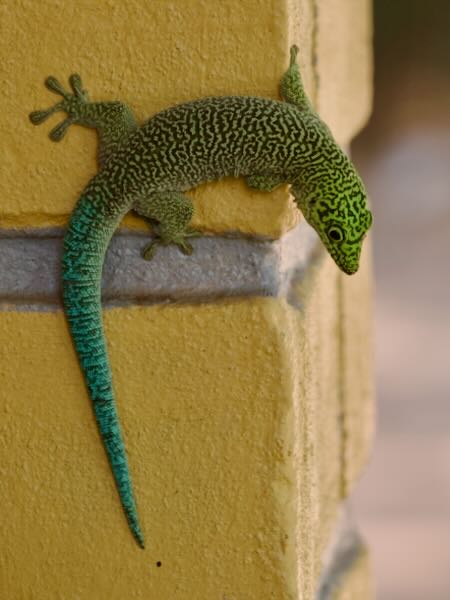 Banded Day Gecko (Phelsuma standingi)