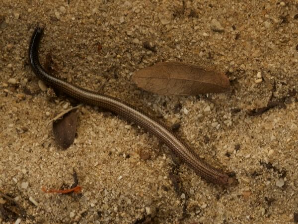 Striped Burrowing Skink (Grandidierina lineata)