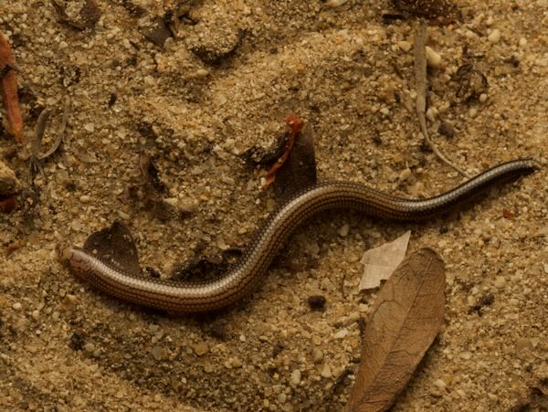 Striped Burrowing Skink (Grandidierina lineata)