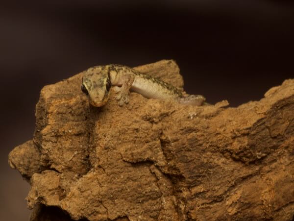 Toliara Ghost Gecko (Matoatoa brevipes)