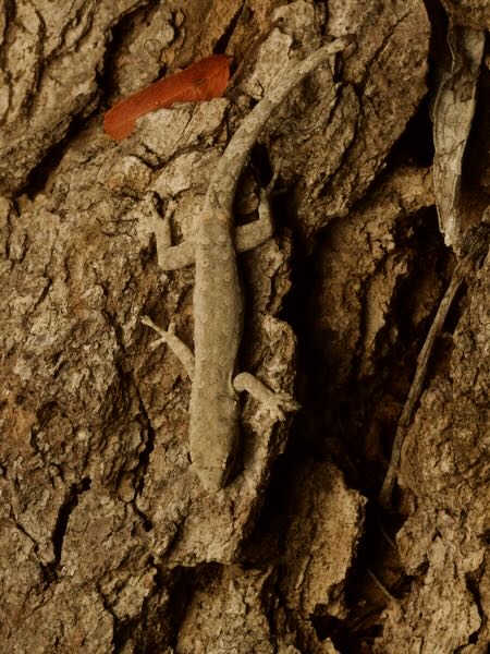 undescribed species (Lygodactylus cf. tuberosus "Toliara")